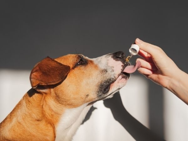 CBD for Arthritic Dogs: A Natural and Effective Pain Management Solution